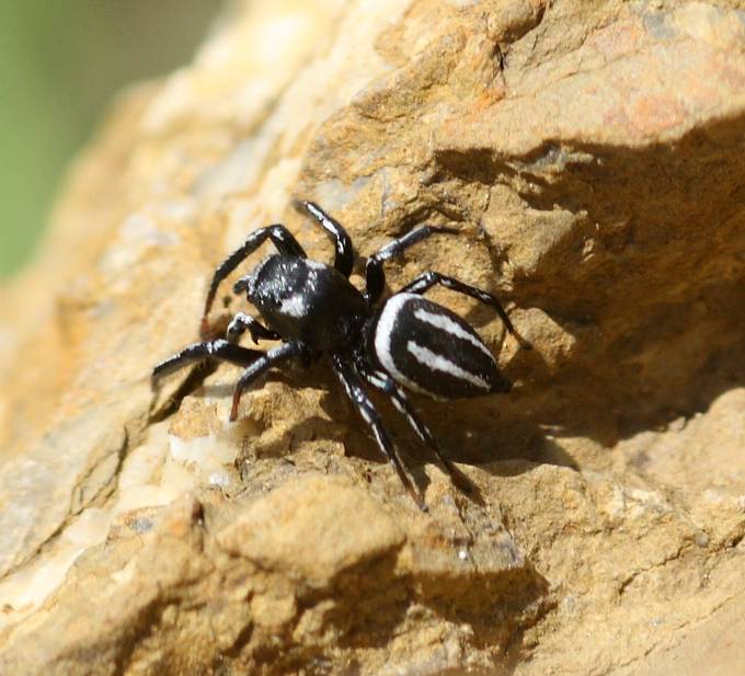 Heliophanus melinus - Tolfa (RM)